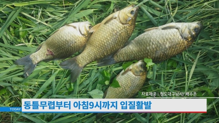 청도대구낚시(수릿대닷컴) 이미지