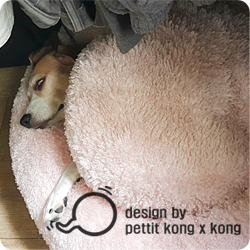 쁘띠콩 이미지