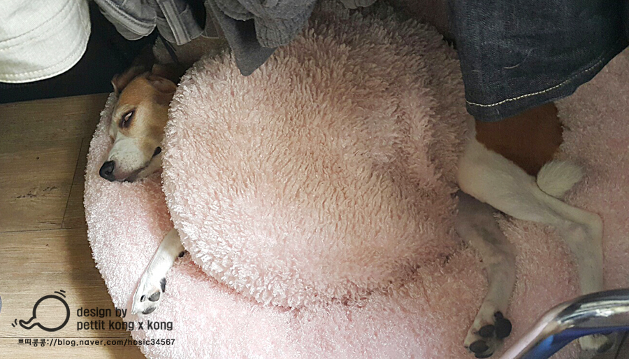 쁘띠콩 이미지