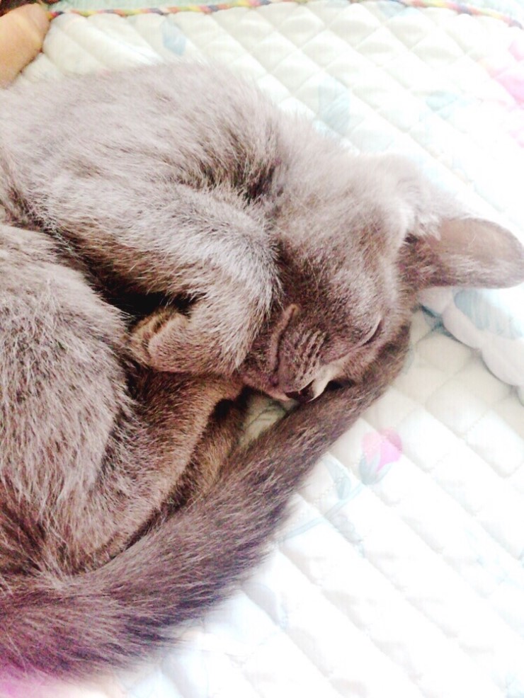 잠꾸러기 이미지
