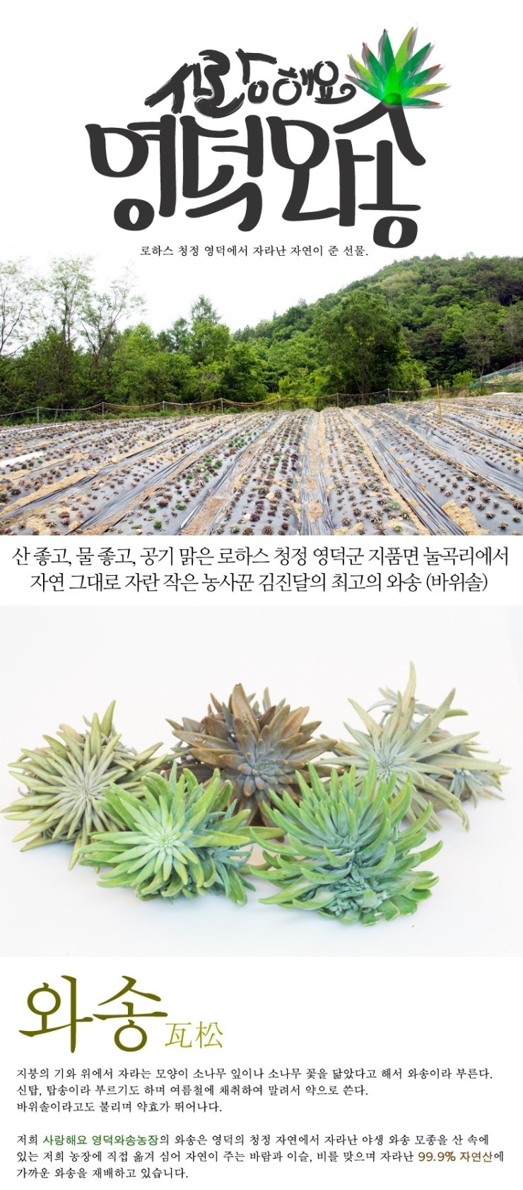 사랑해요영덕와송 이미지