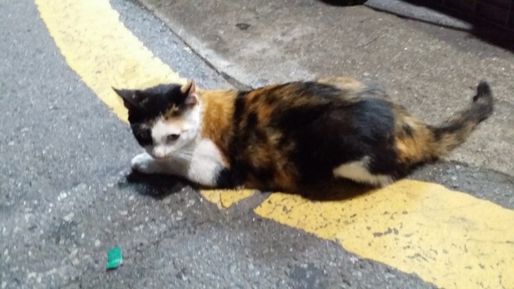 야옹 이미지