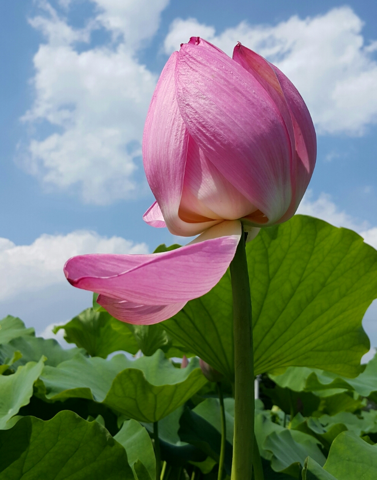 연꽃마을한우 이미지