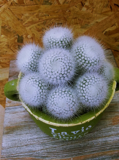 소정샵 이미지
