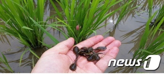 곡성사슴 이미지