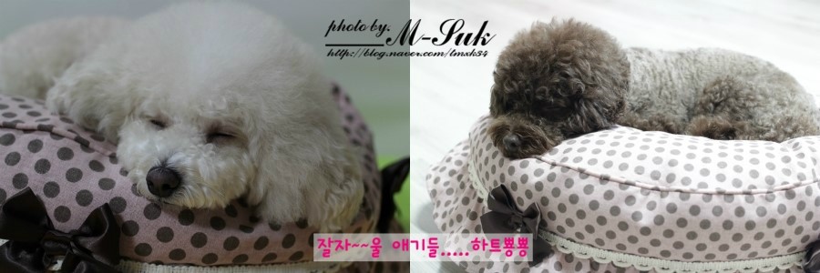 이츠아일랜드 이미지