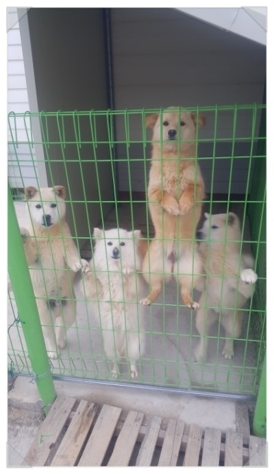 설악산아로니아 이미지