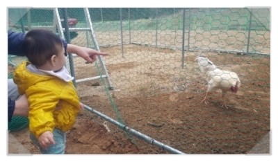 설악산아로니아 이미지