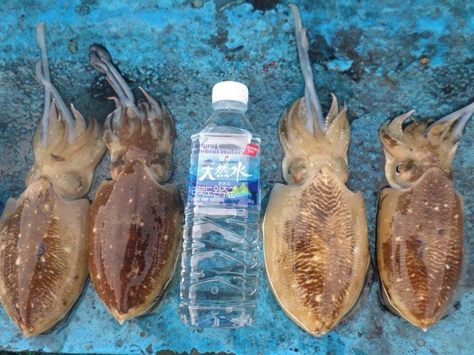 술시 이미지