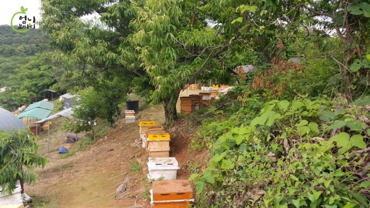 지리산산청벌꿀 이미지