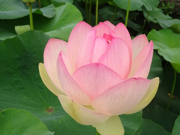 연꽃세상 이미지