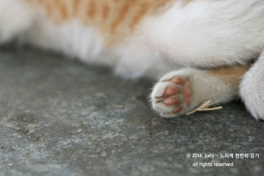 카페오수 이미지