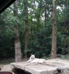 백호익스프레스 이미지