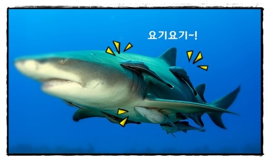 빨판상어의 편리공생 : 네이버 블로그