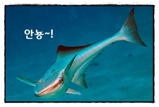 빨판상어의 편리공생 : 네이버 블로그
