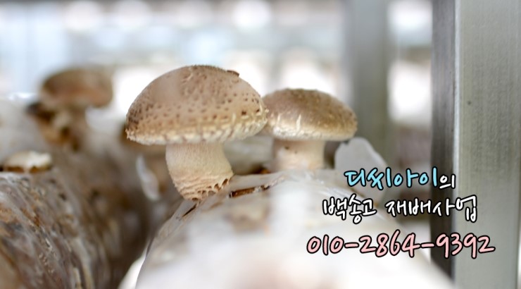 디씨아이 이미지