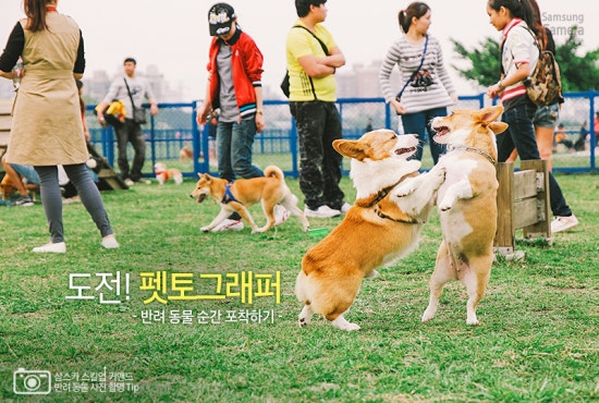 펫토그래퍼 이미지