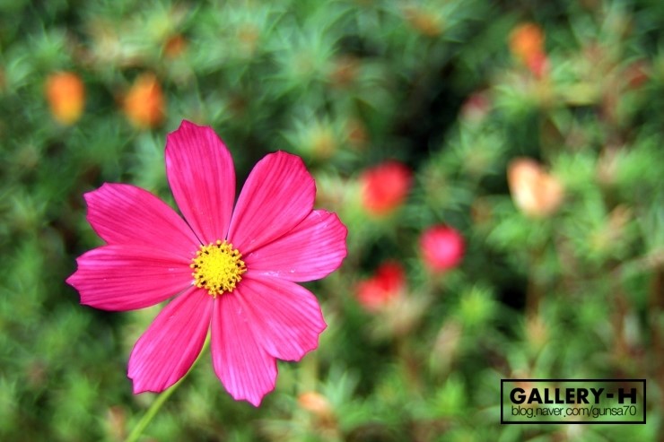 에이치gallery 이미지