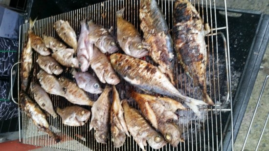 파랑새낚시 이미지