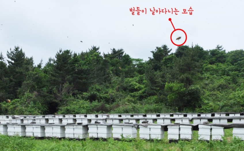 며느리잡화 이미지