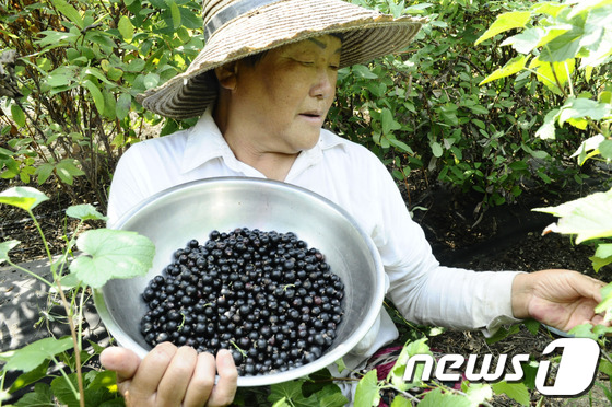 왕베리농원 이미지