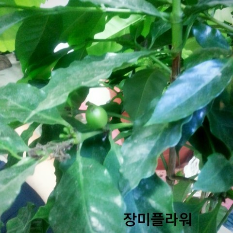 02커피플라워 이미지