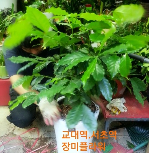 02커피플라워 이미지