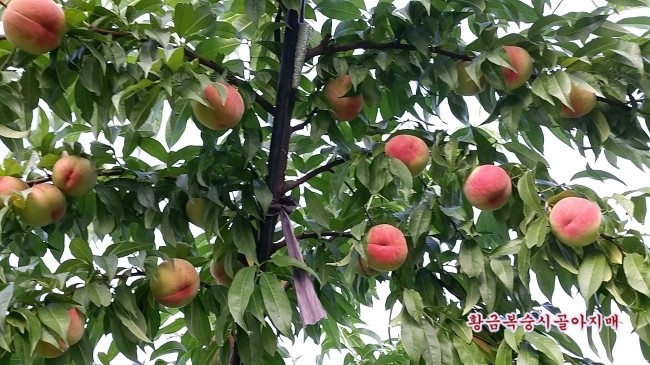 황금농원(복숭아) 이미지