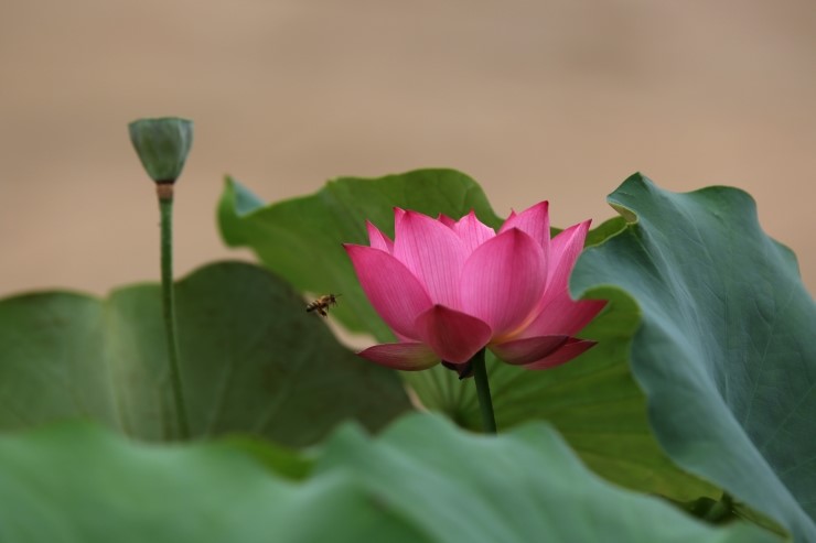 꽃시내 이미지
