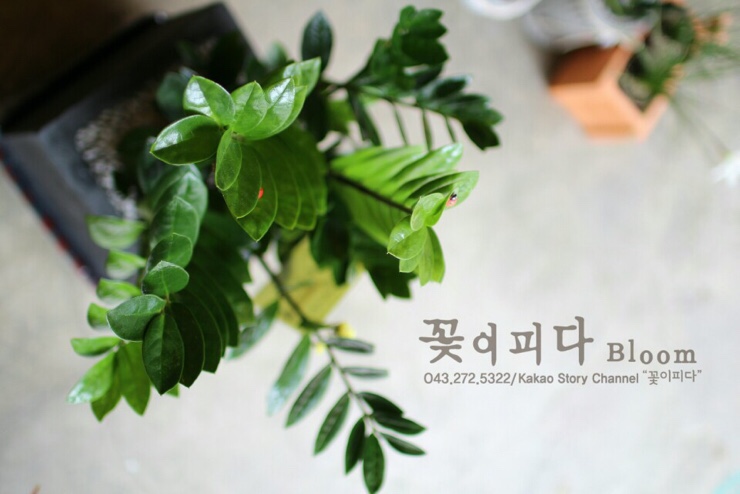 꽃피다Bloom 이미지
