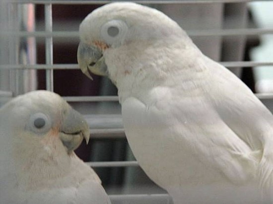 크레용호프 이미지