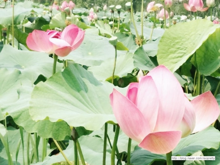 연꽃마을한우 이미지