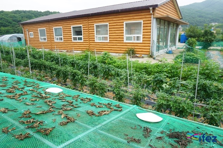 영종쌈밥 이미지