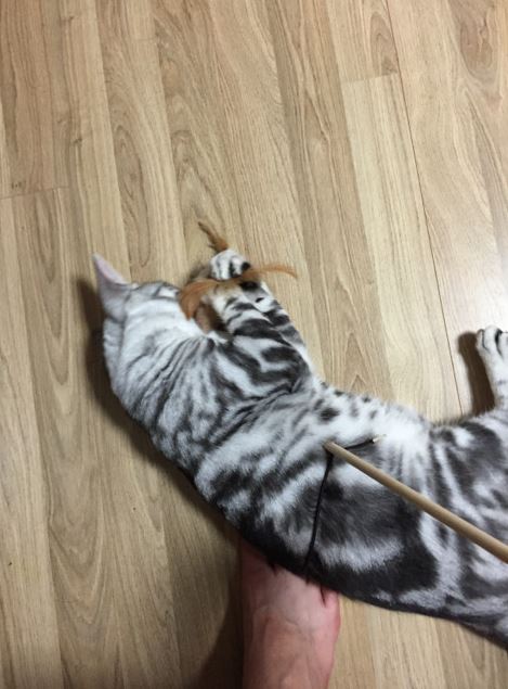 링고카레 이미지