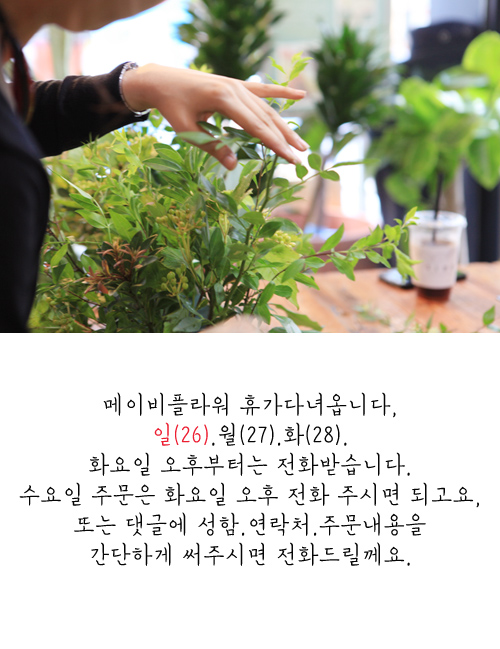 메이리플라워 이미지