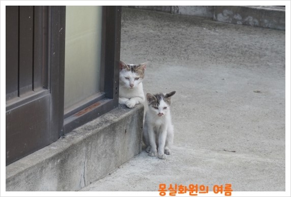 몽실화원 이미지
