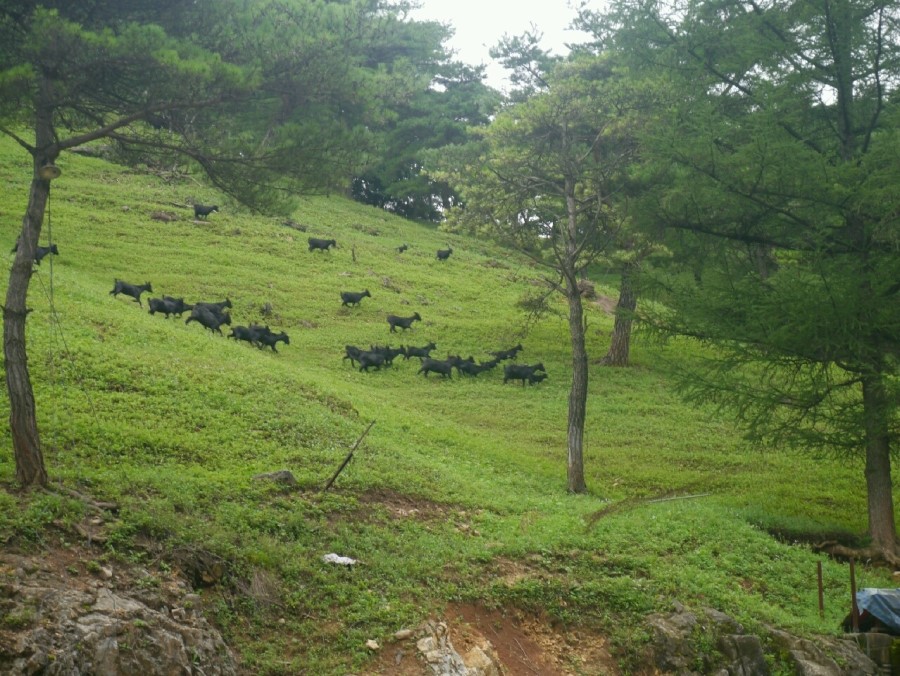 산마루흑염소 이미지