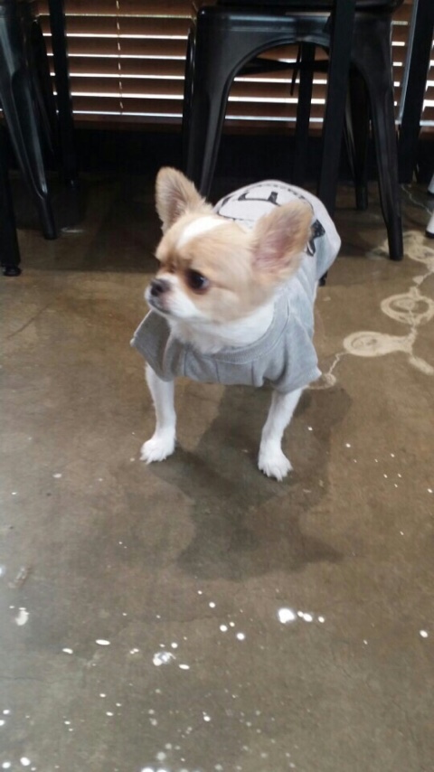 첸트로 이미지