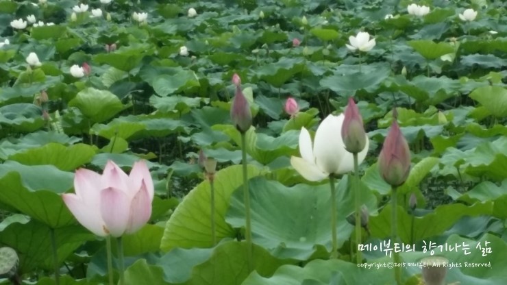 연꽃마을한우 이미지