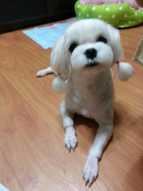 반도반점 이미지