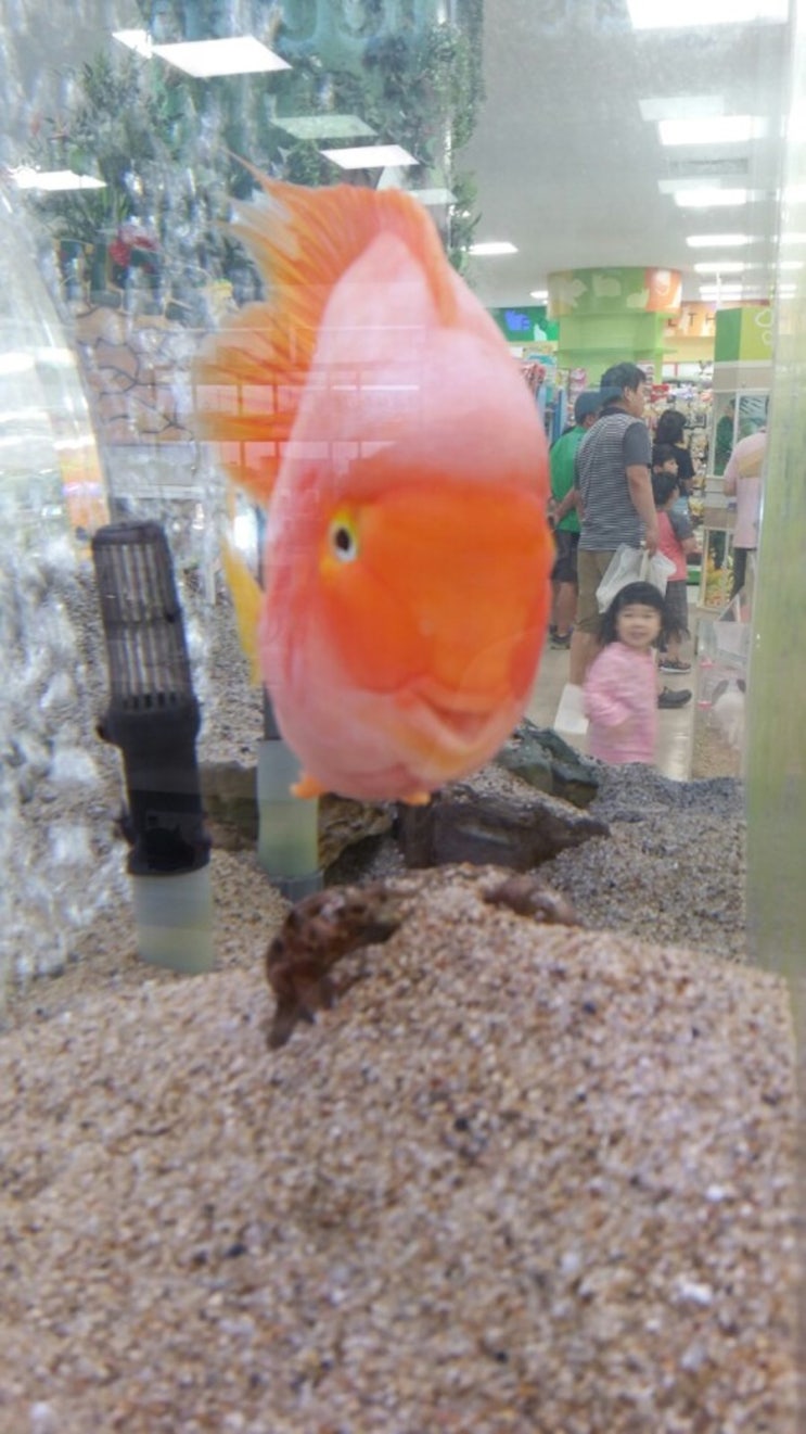 웃는물고기 이미지