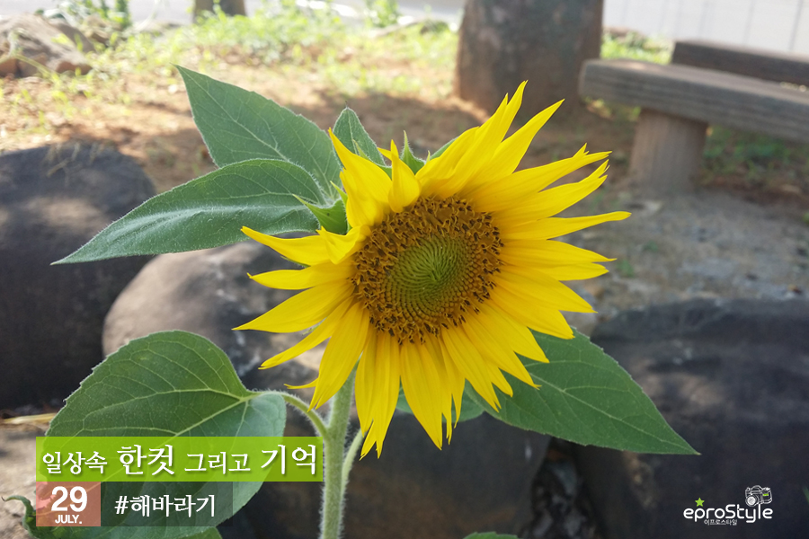 해바라기주유소 이미지