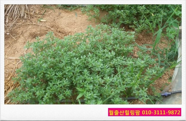 녹즙천국 이미지