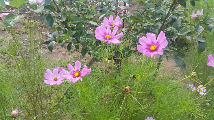 금빛물결펜션 이미지