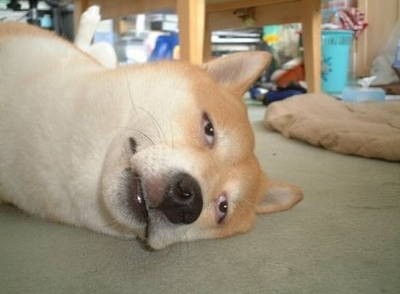 지하곱창 이미지