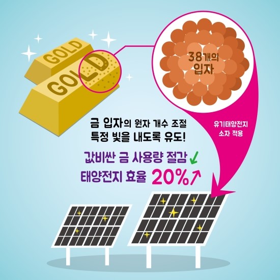 태양금 이미지