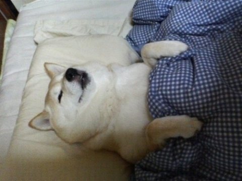 더어 이미지