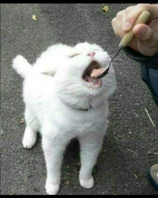 불초밥 이미지