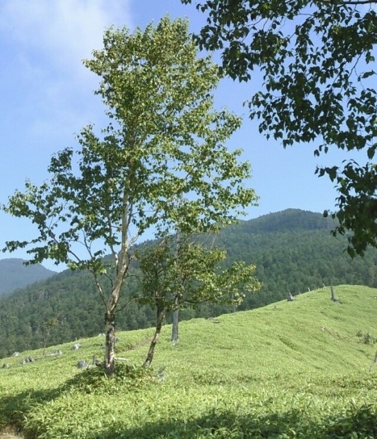 수라촌 이미지