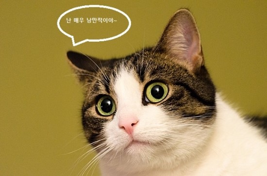 낭만고양이 이미지